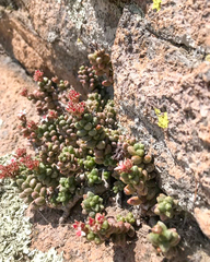 Sedum furfuraceum