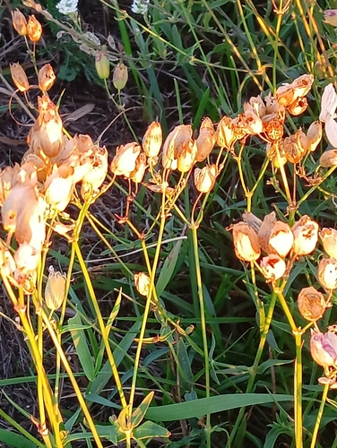 bladder campion