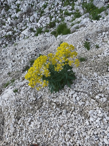 Isatis tinctoria