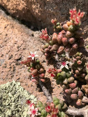 Sedum furfuraceum