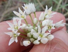 Allium fraseri