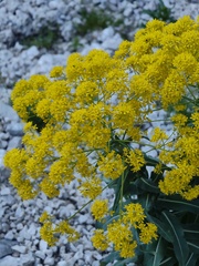 Isatis tinctoria, photograph (c) xulescu_g, some rights reserved (CC BY-SA)