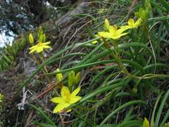 Bulbine vagans