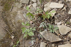 Pimpinella
