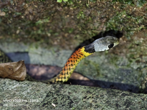 Heller's Red-necked Keelback