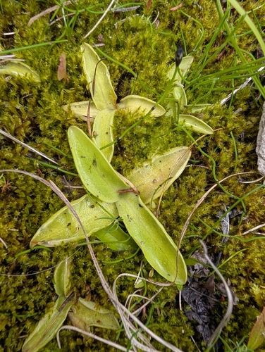 Common Butterwort