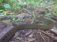 Dendrophidion clarkii