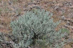 Artemisia rigida