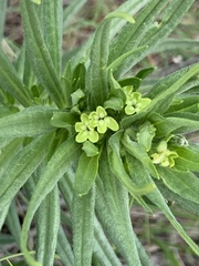 Lithospermum ruderale
