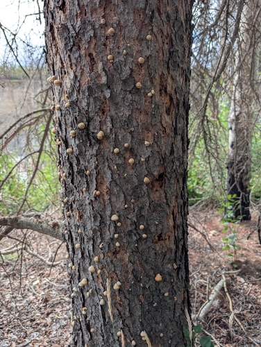 Veiled Polypore