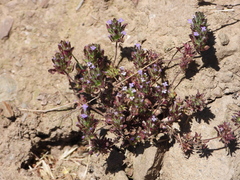 Pogogyne serpylloides