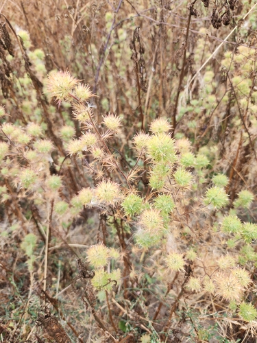 Navarretia squarrosa, photograph 4