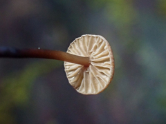 Gymnopus quinaultii