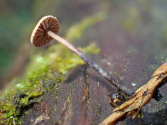 Gymnopus quinaultii