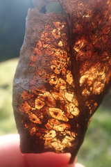 Coccomyces dentatus