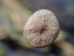 Gymnopus quinaultii