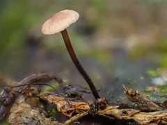 Gymnopus quinaultii
