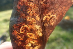 Coccomyces dentatus
