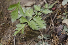 Pimpinella