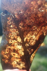 Coccomyces dentatus