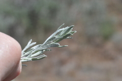 Artemisia rigida