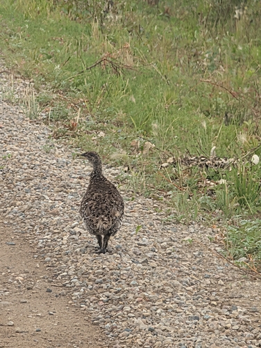 Sharp-tailed Grouse