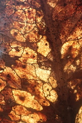 Coccomyces dentatus