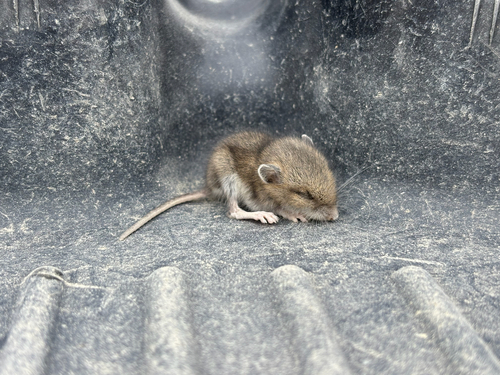 Western Deer Mouse