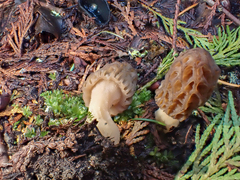 Morchella norvegiensis