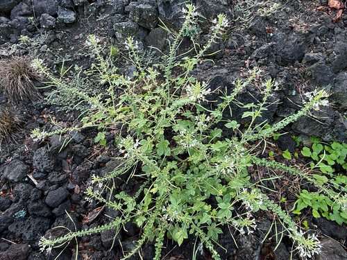 Cleome, 2026-08-12
