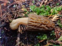 Morchella norvegiensis