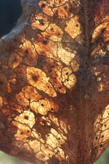 Coccomyces dentatus