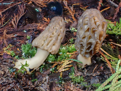 Morchella norvegiensis