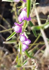 Sairocarpus vexillocalyculatus