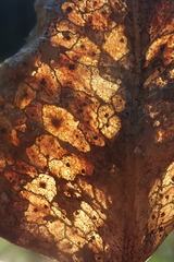 Coccomyces dentatus