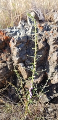 Sairocarpus vexillocalyculatus