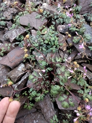Sanicula saxatilis