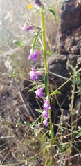 Sairocarpus vexillocalyculatus