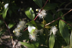 Blepharocalyx salicifolius