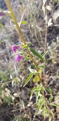 Sairocarpus vexillocalyculatus