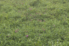 Impatiens chinensis