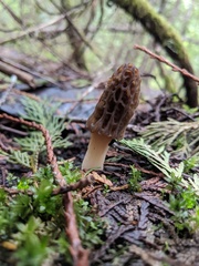 Morchella norvegiensis