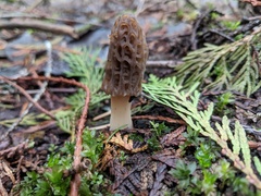 Morchella norvegiensis