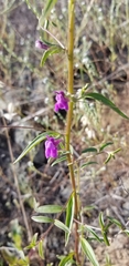 Sairocarpus vexillocalyculatus