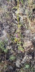 Sairocarpus vexillocalyculatus