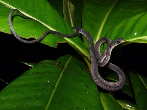 Photo of a Ecuador Frog-eating Snake (Diaphorolepis wagneri)