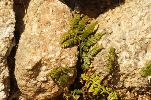 Asplenium obovatum, photograph 3