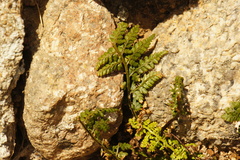 Asplenium obovatum, photograph (c) Alex Press, some rights reserved (CC BY)