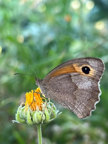 Meadow Brown
