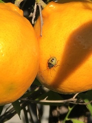 Biprorulus bibax